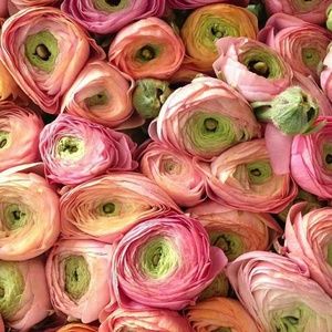 Meet your Posher, Annie